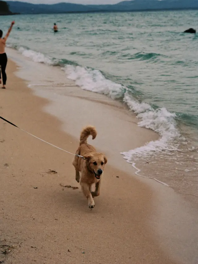 a golden retriever running along the water's edge on a beach